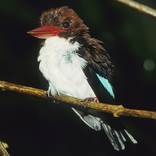 Chocolate-backed kingfisher